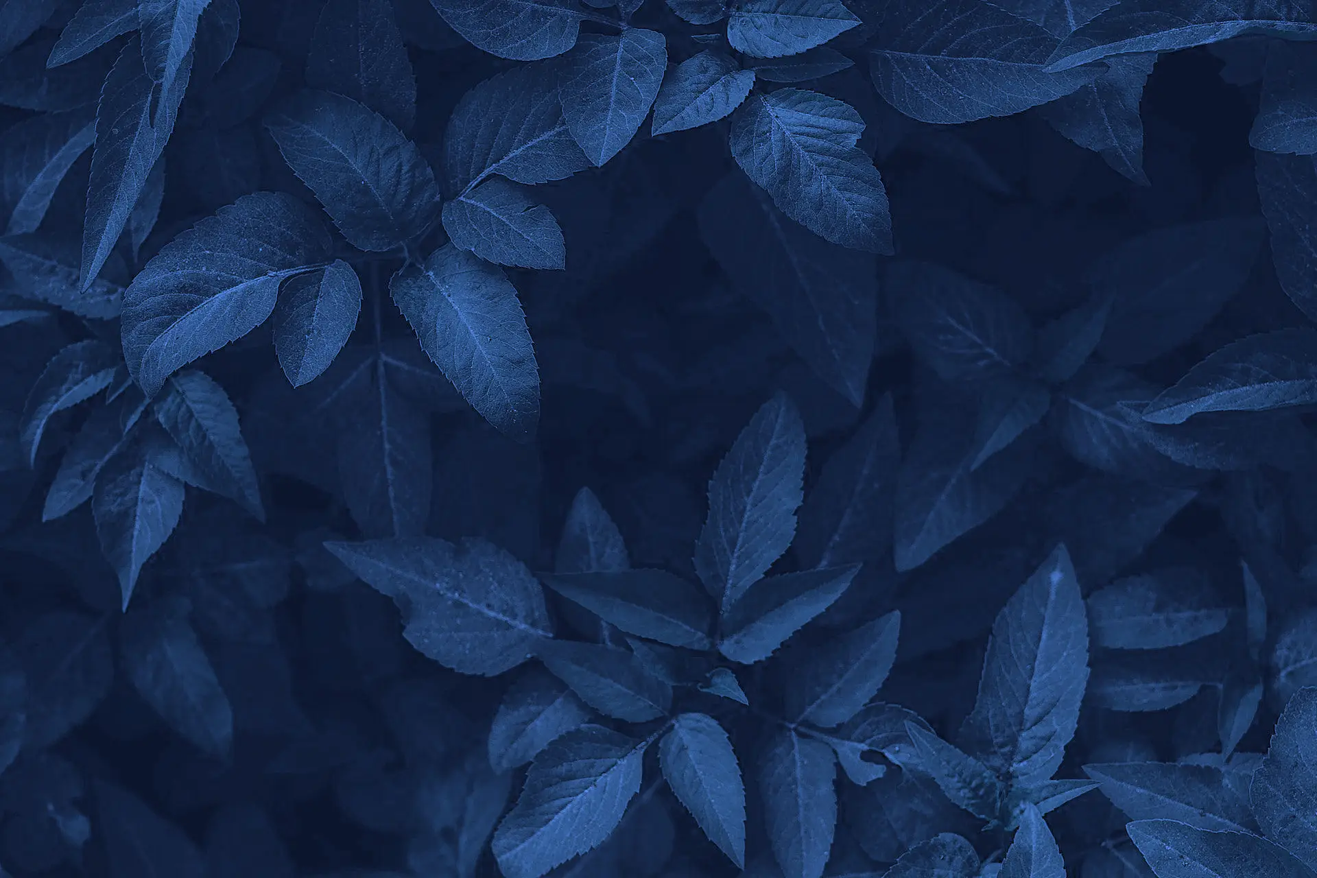 Imagebild Basa Haustechnik, Blaue Blätterhecke